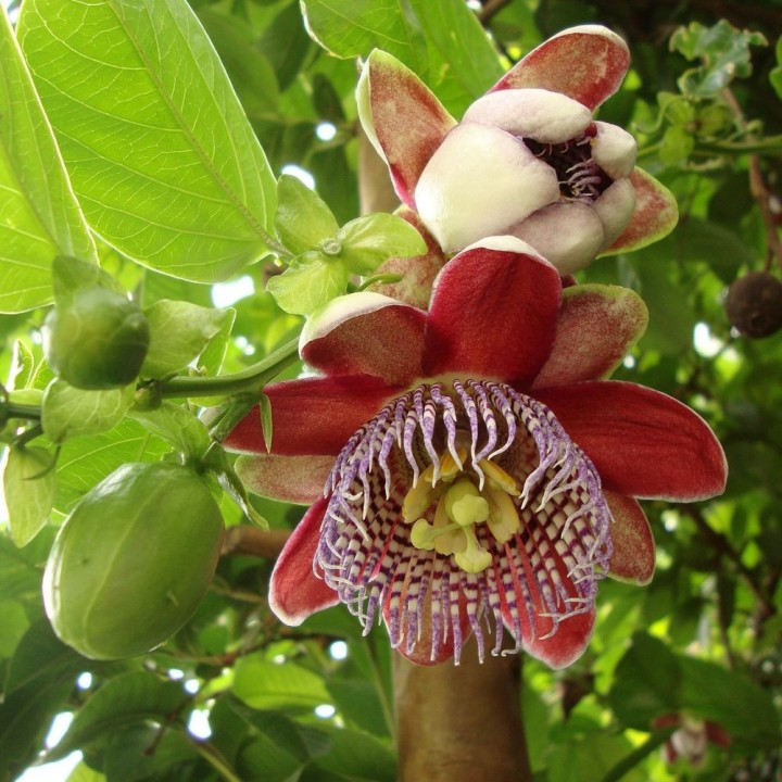 Passiflora alata - Seeds