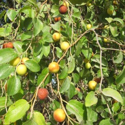 Ziziphus mauritiana seeds
