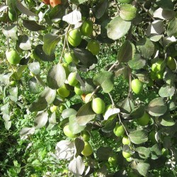 Indian plum - 10 seeds
