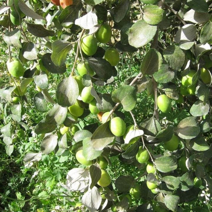 Indian plum - 10 seeds