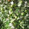 Indian plum - 10 seeds