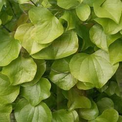 Dioscorea elephantipes - 5 seeds