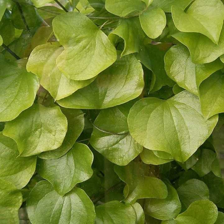 Dioscorea Elephantipes - 5 seeds
