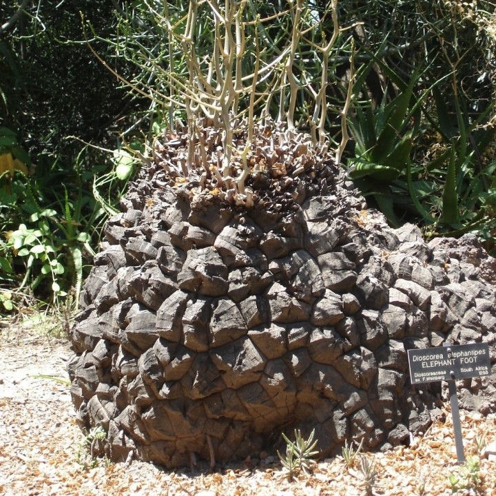 Dioscorea Elephantipes - 5 seeds