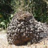 Dioscorea elephantipes - 5 seeds