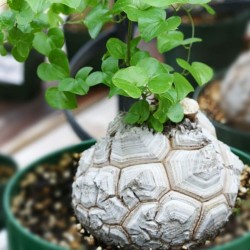 Dioscorea elephantipes seeds