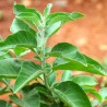 Withania somnifera - 50 seeds