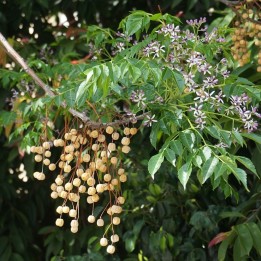 Melia azedarach - seeds