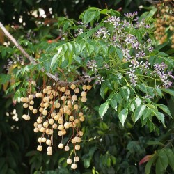 Melia azedarach - seeds