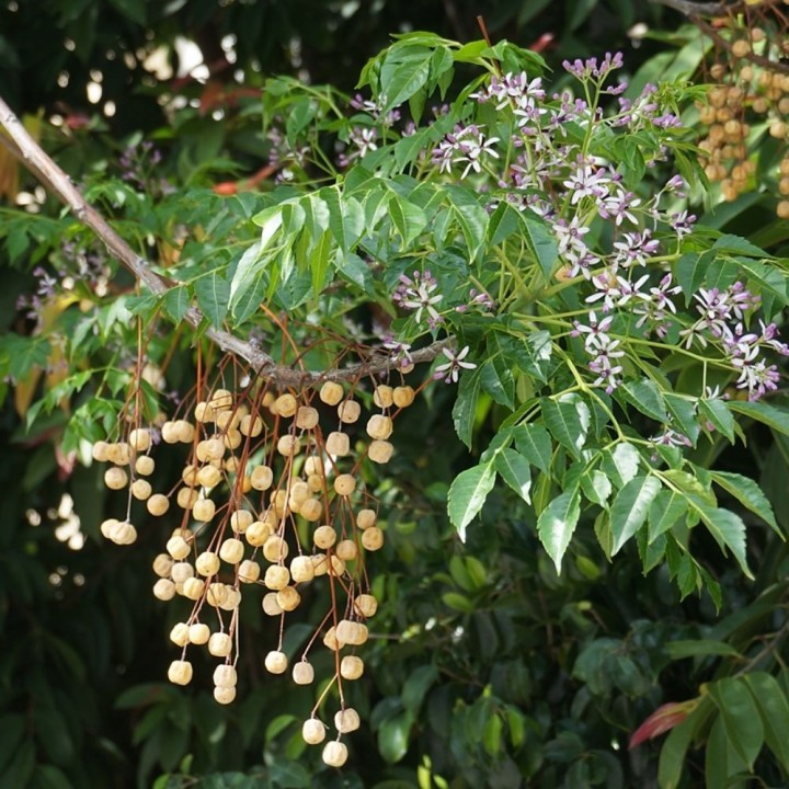 Melia azedarach - seeds
