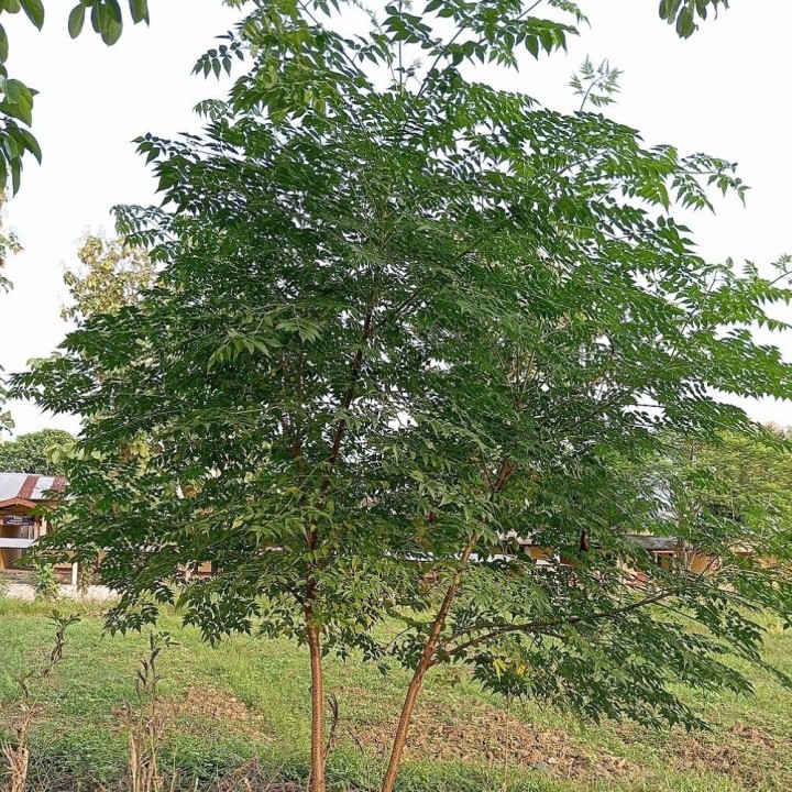 Melia azedarach Seeds – Hardy Ornamental Tree