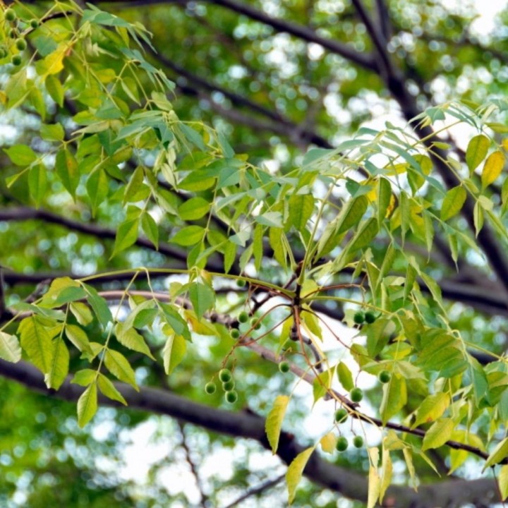 Melia azedarach Seeds – Hardy Ornamental Tree
