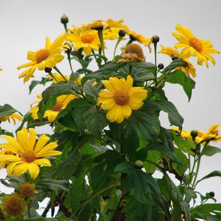Tithonia Diversifolia - Seed