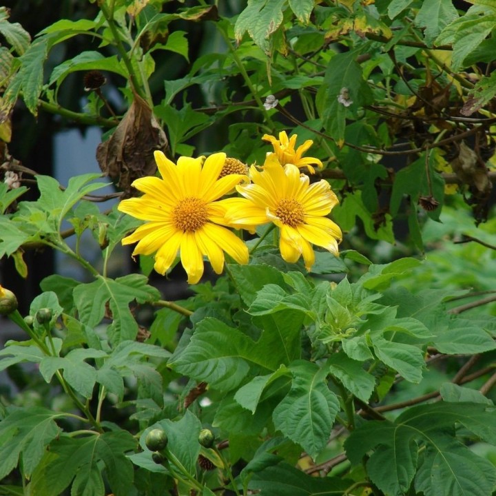 Tithonia Diversifolia - Seed