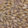 Barley - Seeds