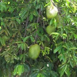 Annona muricata seeds