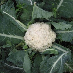 Cauliflower, Igloo - 300 seeds