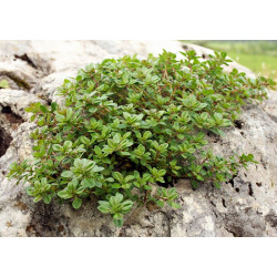 Creeping thyme - 250 seeds