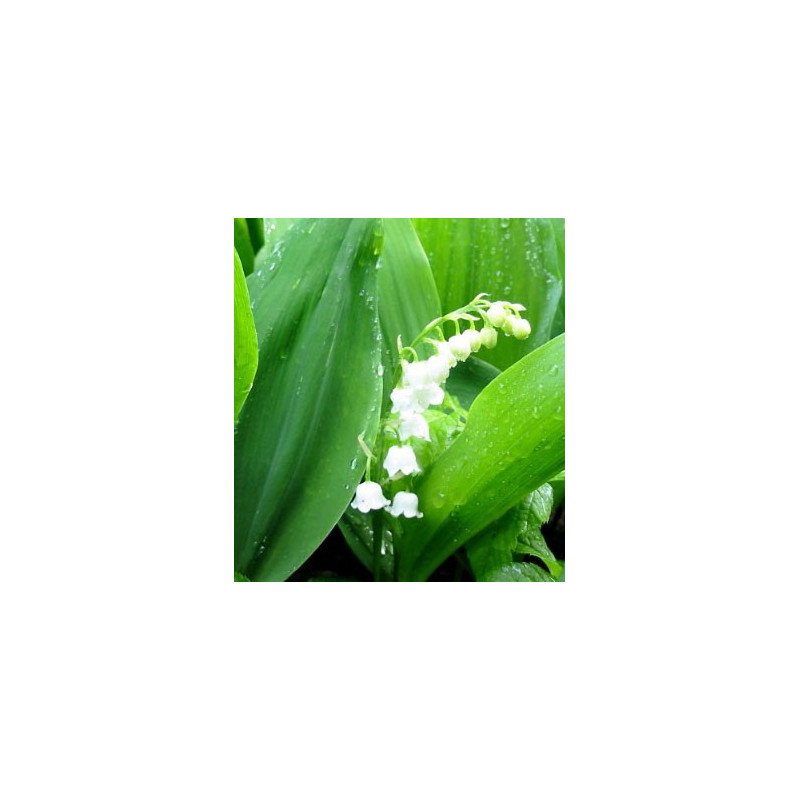 Convallaria majalis - Sobre 6 semillas