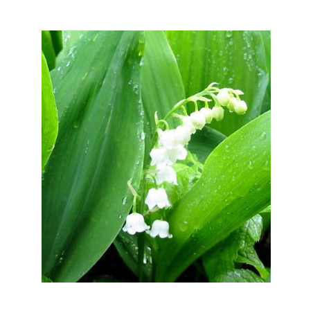 Convallaria majalis - Sobre 6 semillas