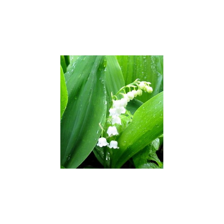 Convallaria majalis - Sobre 6 semillas