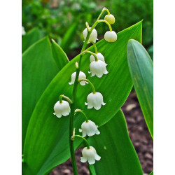 Lily of the valley - 6 seeds