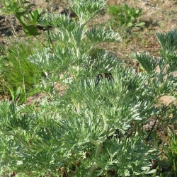 Artemisia absinthium