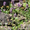 Crosnes - Tubers