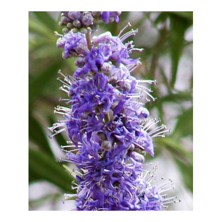 Vitex de wikipedia