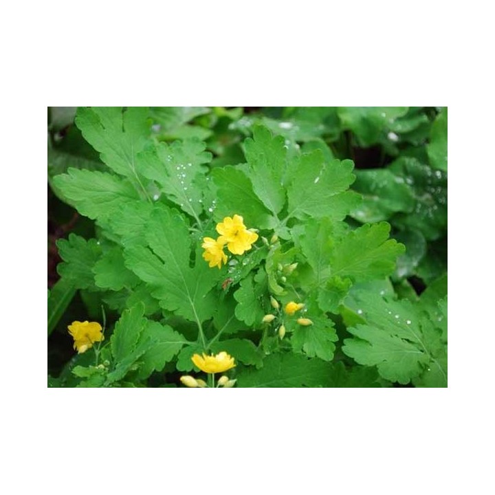 Celidonia mayor 'Flore Pleno' - Sobre 20 semillas