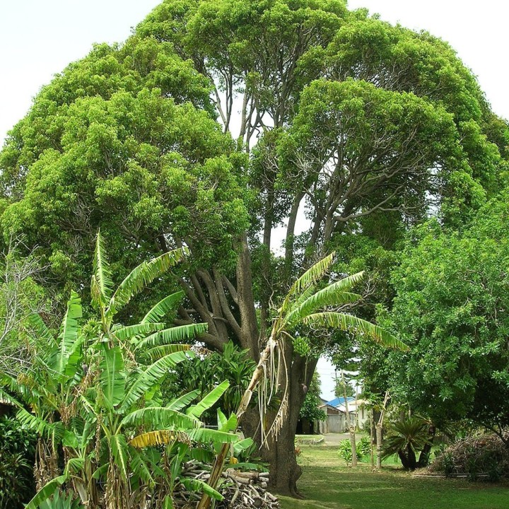 Camphor - 1 plant