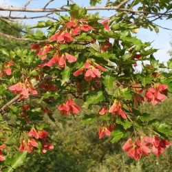 Amur maple - Plant