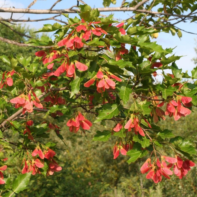 Amur maple - Plant