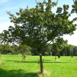 Amur maple - Plant