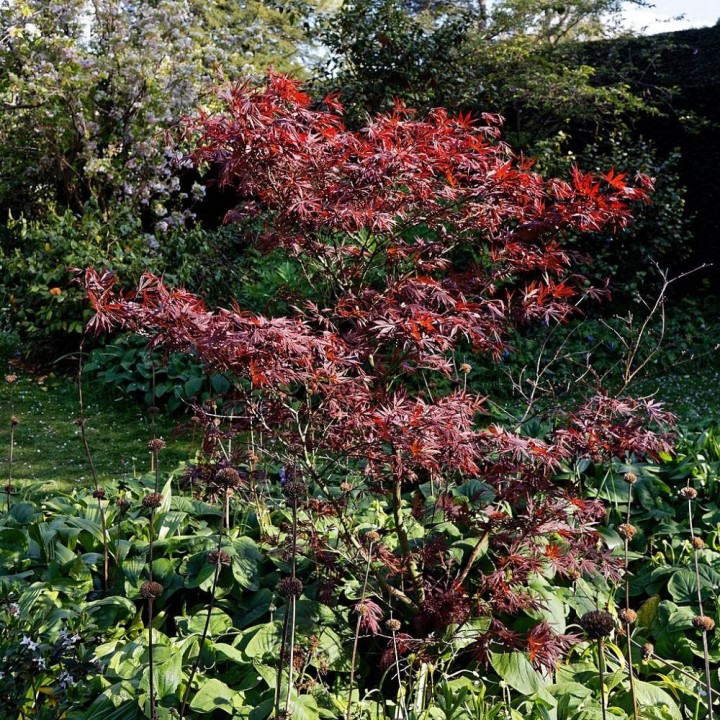 Japanese maple, Atropurpureum - 1 plant