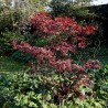 Japanese maple, Atropurpureum - Plant