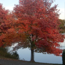 Red maple - Plant