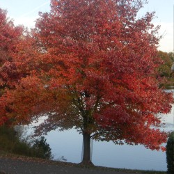 Red maple - Plant