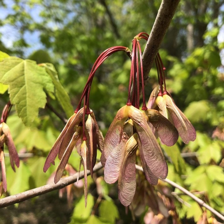Red maple - 1 plant