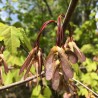 Red maple - 1 plant