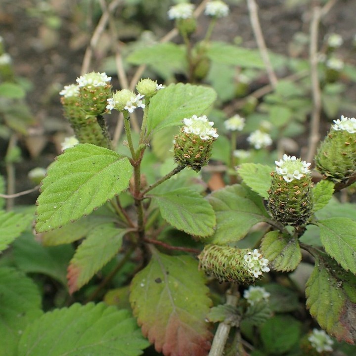 Sweet herb of the Aztecs - 1 plant