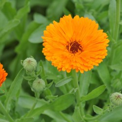 Pot marigold - Plant