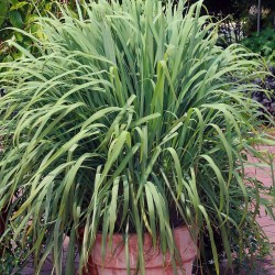 Lemongrass - Plant