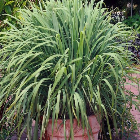 Lemongrass - Plant Lemongrass - Plant