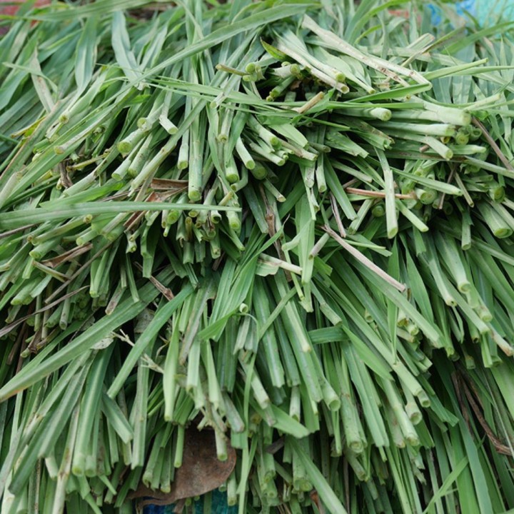 Lemon grass - 1 plant