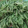 Lemongrass - Plant