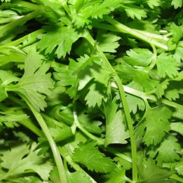 Coriander - Plant