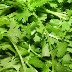 Coriander - Plant