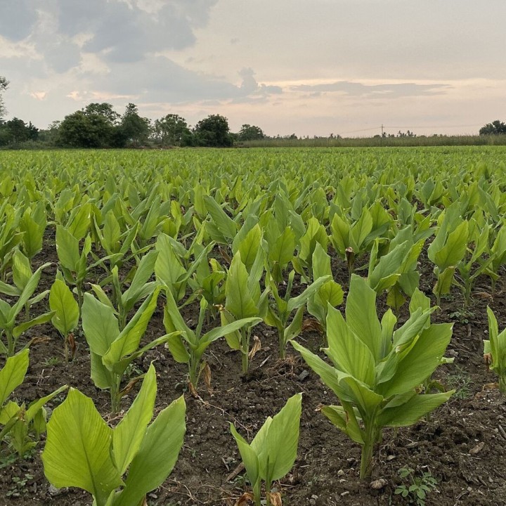 Turmeric - 1 plant