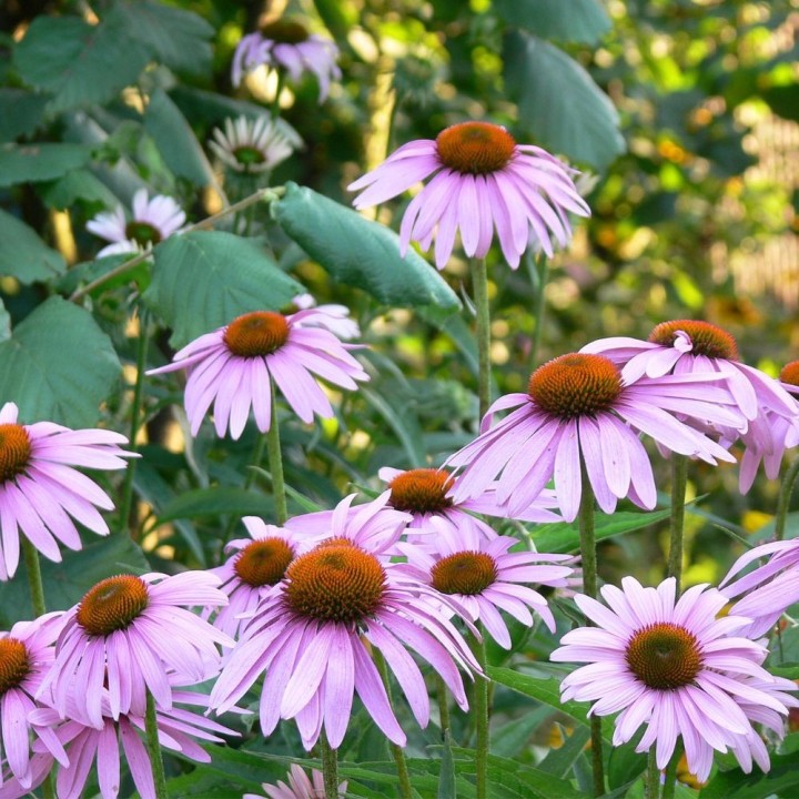 Echinacea angustifolia - Plant